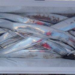 フィッシング キッタカ 釣果