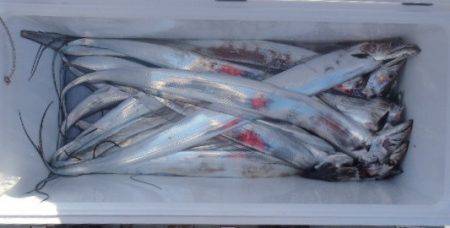 フィッシング キッタカ 釣果