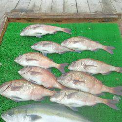 海の釣堀 海恵 釣果