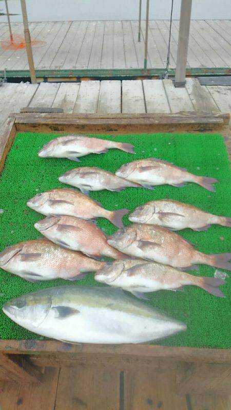 海の釣堀 海恵 釣果