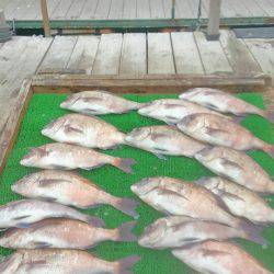 海の釣堀 海恵 釣果