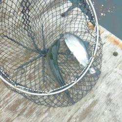 海の釣堀 海恵 釣果