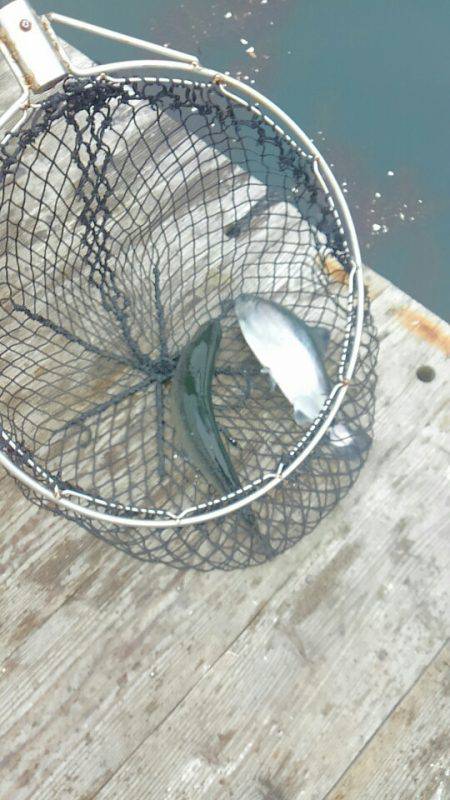 海の釣堀 海恵 釣果