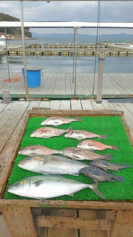 海の釣堀 海恵 釣果