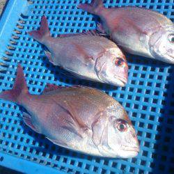 第三共栄丸 釣果