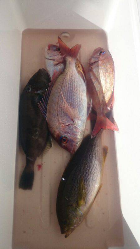 第三共栄丸 釣果