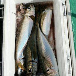 金沢八景鴨下丸 釣果