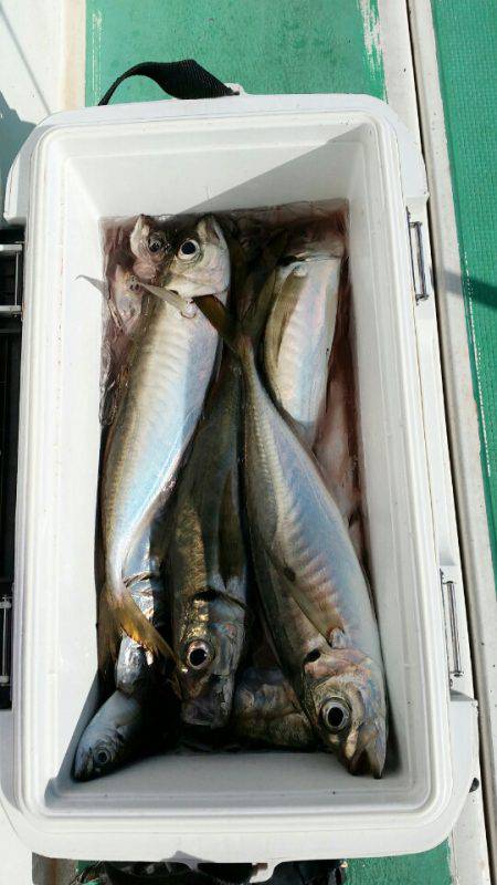 金沢八景鴨下丸 釣果