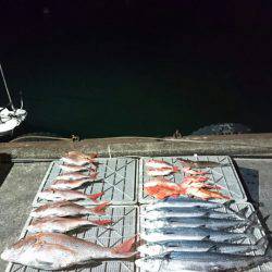 ARCADIAⅡ (アルカディアⅡ) 釣果