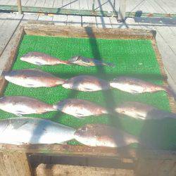 海の釣堀 海恵 釣果