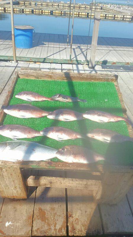 海の釣堀 海恵 釣果