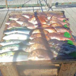 海の釣堀 海恵 釣果