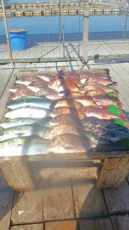 海の釣堀 海恵 釣果