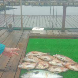 海の釣堀 海恵 釣果