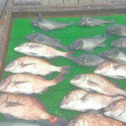 海の釣堀 海恵 釣果