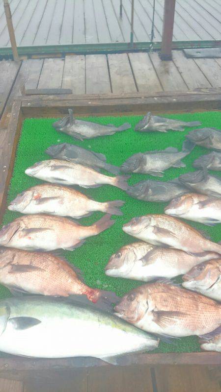 海の釣堀 海恵 釣果