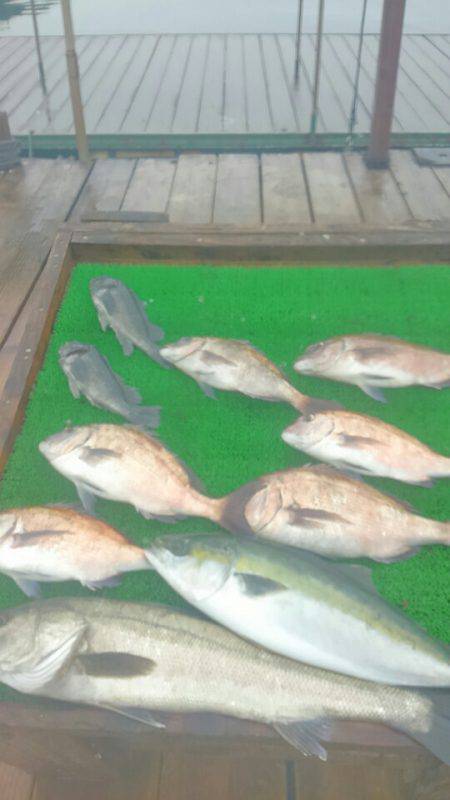 海の釣堀 海恵 釣果