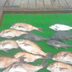 海の釣堀 海恵 釣果