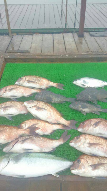 海の釣堀 海恵 釣果