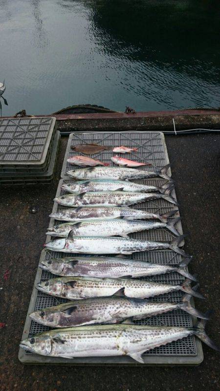 ARCADIAⅡ (アルカディアⅡ) 釣果