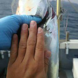 サンマリン 釣果