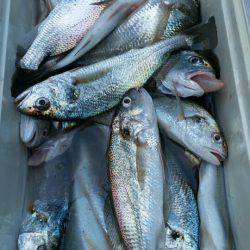 金沢八景鴨下丸 釣果