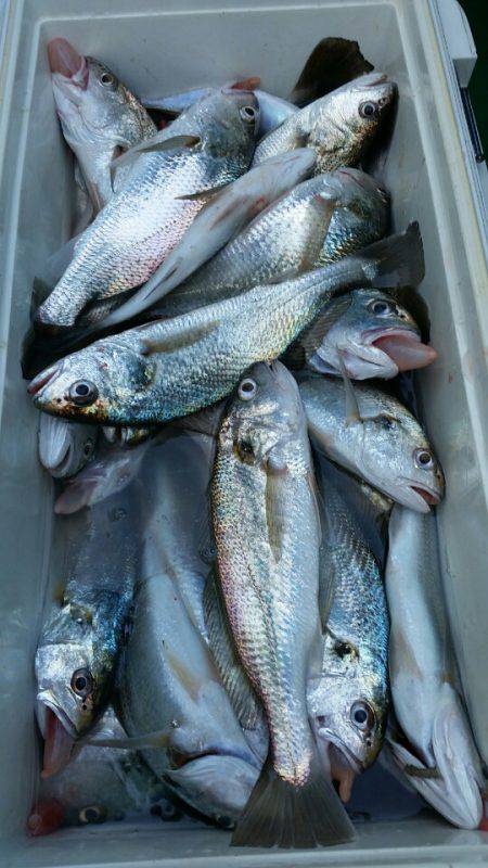 金沢八景鴨下丸 釣果