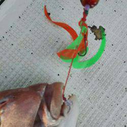 タイラバ遊漁船 ワンピース 釣果