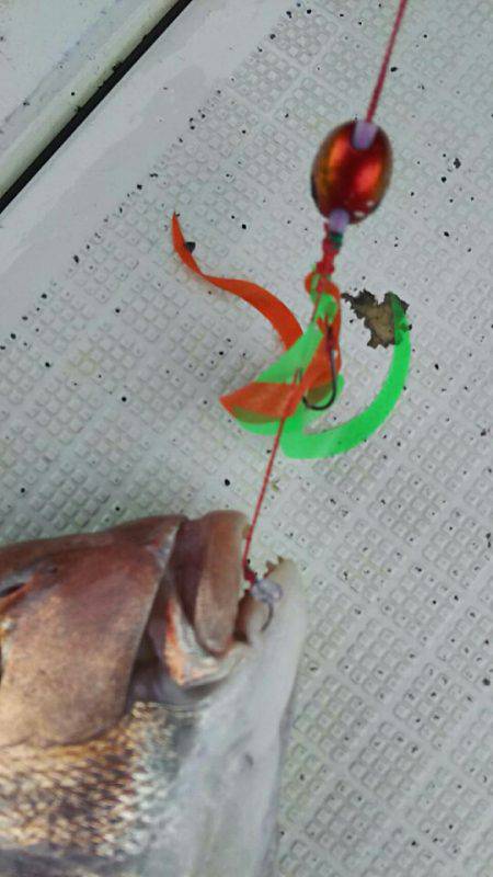 タイラバ遊漁船 ワンピース 釣果