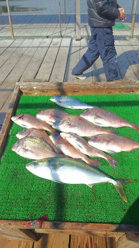 海の釣堀 海恵 釣果