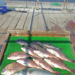 海の釣堀 海恵 釣果