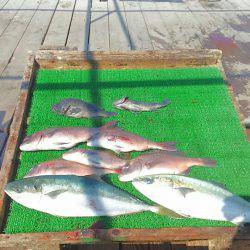 海の釣堀 海恵 釣果