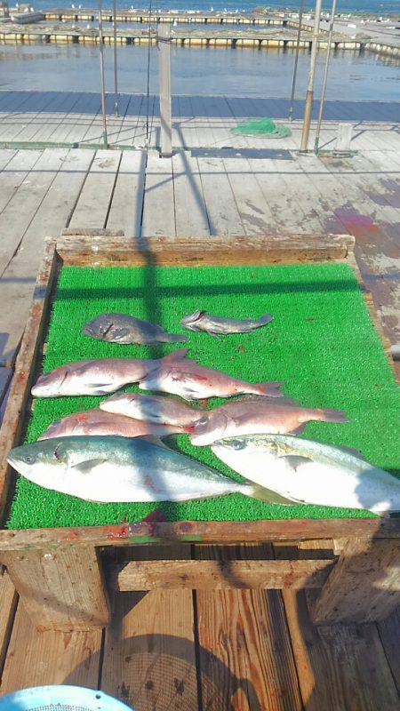 海の釣堀 海恵 釣果