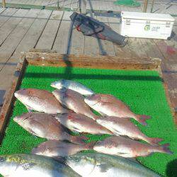 海の釣堀 海恵 釣果