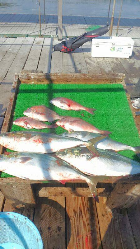 海の釣堀 海恵 釣果