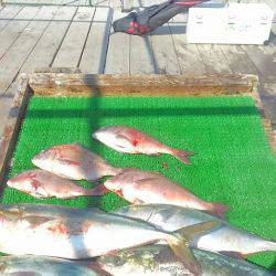 海の釣堀 海恵 釣果