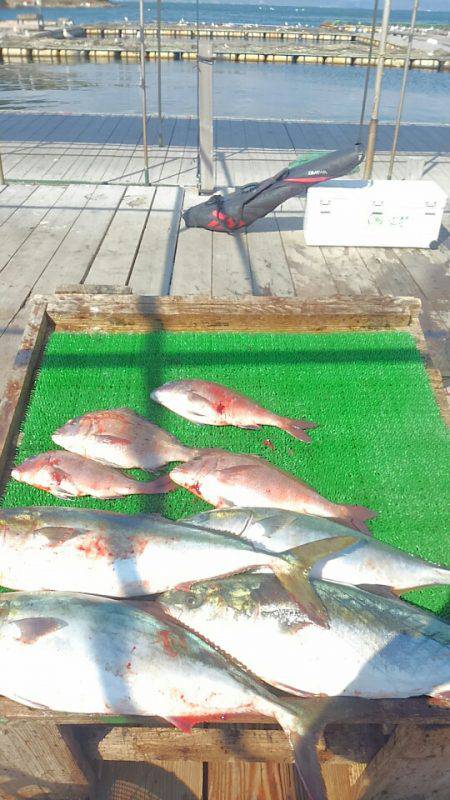 海の釣堀 海恵 釣果