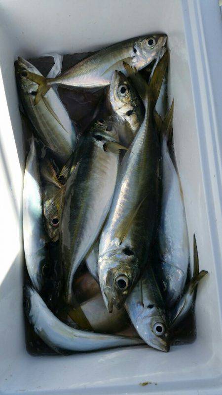 金沢八景鴨下丸 釣果