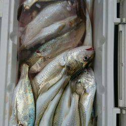 金沢八景鴨下丸 釣果