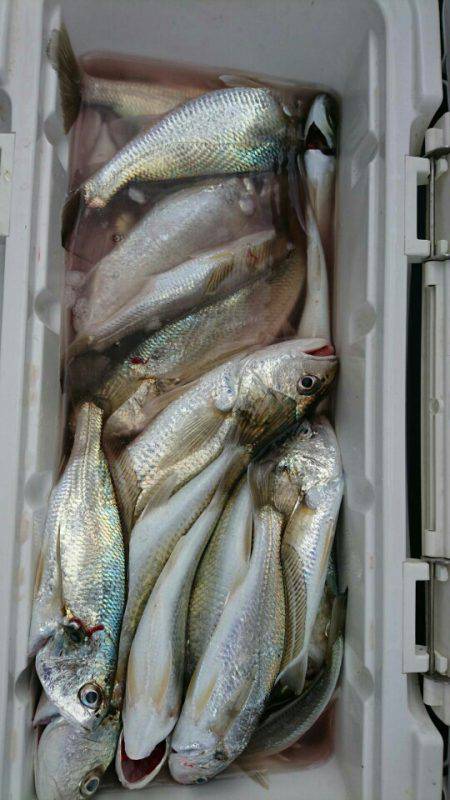 金沢八景鴨下丸 釣果