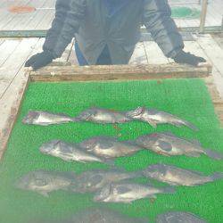 海の釣堀 海恵 釣果