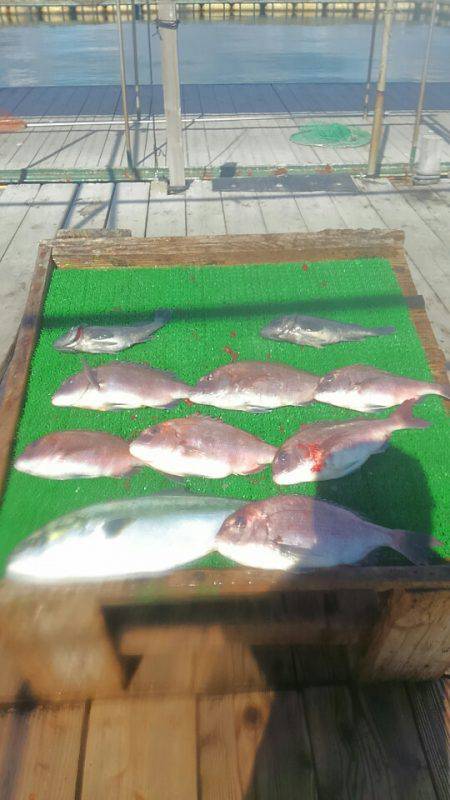 海の釣堀 海恵 釣果