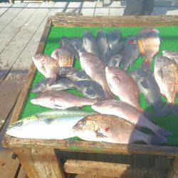 海の釣堀 海恵 釣果