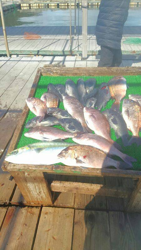海の釣堀 海恵 釣果