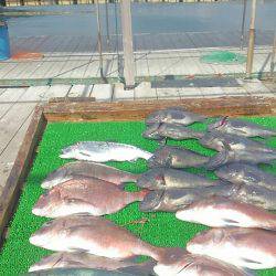 海の釣堀 海恵 釣果