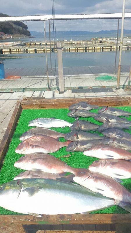 海の釣堀 海恵 釣果