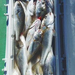 金沢八景鴨下丸 釣果