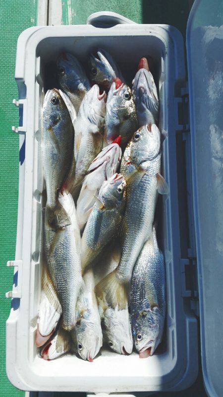 金沢八景鴨下丸 釣果