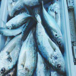 金沢八景鴨下丸 釣果