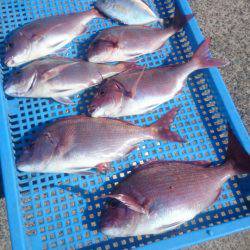 第三共栄丸 釣果